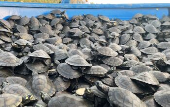 Zoocriadero San Antonio Abad | 22,000 tortugas liberadas