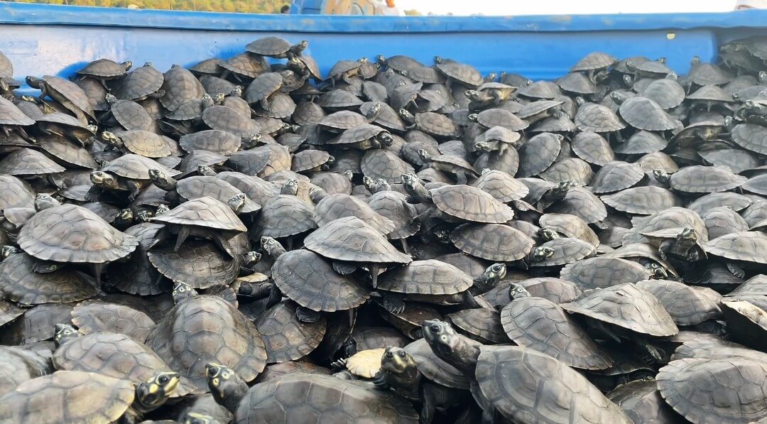 Más de 22 mil tortuguillos fueron liberados en el Orinoco